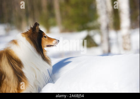 Collie im Schnee. Selektive konzentrieren. Stockfoto