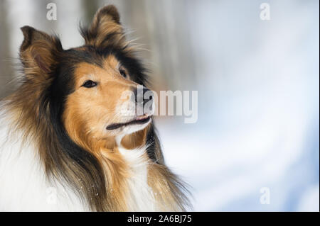 Rough Collie Portrait im Winter. Fokus auf Auge. Stockfoto