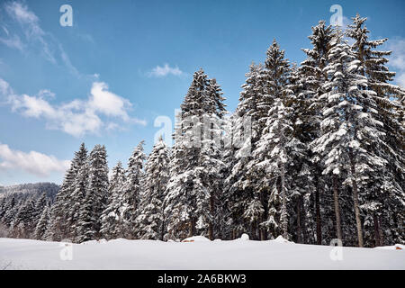 Winterlandschaft. Schnee auf Tanne am Morgen die Berge. Stockfoto