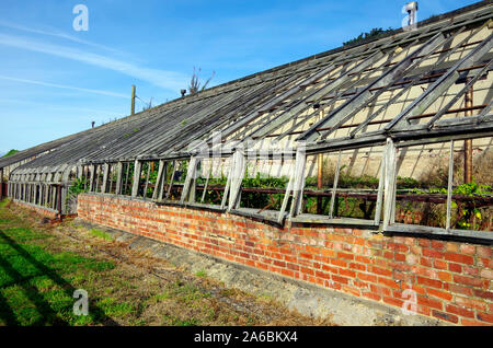 Aufgegeben und malerisch verfallende Glas Häuser gegen eine Wand errichtet auf dem Gelände des Harewood House, Yorkshire Stockfoto