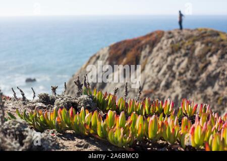 Ein Mann auf einer Klippe, mit bunten ice-Werk im Herbst bei der Bodega Head in Kalifornien, USA. Stockfoto