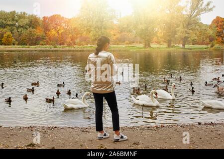 Mädchen feeds Schwäne und Enten auf dem See im Herbst Park. Stockfoto