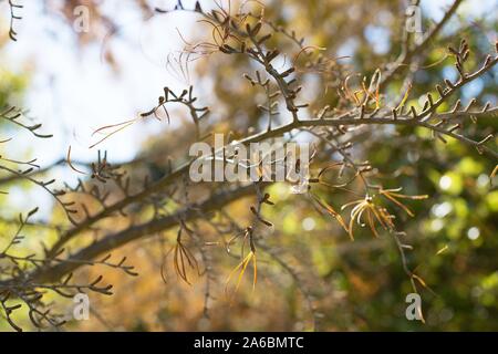 Filiale einer Pseudolarix amabilis Baum Stockfoto