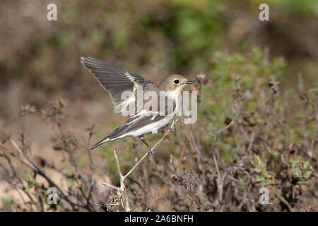 Pied Flycatcher (Ficedula Hypoleuca) Stockfoto