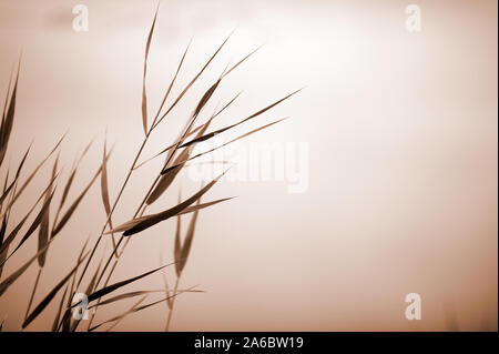 Schilf (Phragmites australis). Selektiver Fokus und sehr geringe Tiefenschärfe. Duplex. Stockfoto