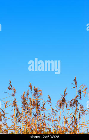 Schilf (Phragmites australis) gegen den klaren blauen Himmel. Stockfoto