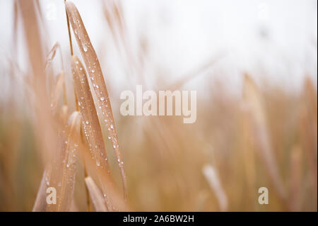 Regentropfen auf Schilf (Phragmites australis). Selektiver Fokus und flache Tiefenschärfe. Stockfoto