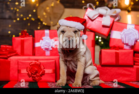 Kleine süße Shar Pei Welpen. Welpe in Santa Claus hat. Kleiner Hund am Roten vorhanden. Frohes neues Jahr. frohe Weihnachten. perfekte Weihnachtsgeschenk. beste Geschenk überhaupt. Hund Jahr. schöne Tier. Stockfoto
