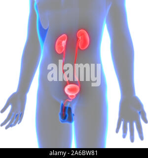 Die inneren Organe Nieren und Blase und Harnwege Anatomie Stockfoto