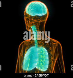 Menschliche innere Organe Gehirn mit Atemwege Anatomie Stockfoto