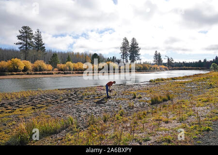 U.S. Forest Service Mitarbeiter Pflanze segge Gras in erodierte Gebiete entlang den Ufern des Deschutes River in der Nähe von Bend, Oregon. Stockfoto