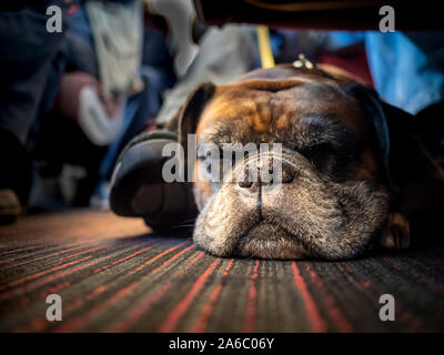 Hund schläft durch Inhaber Füße unter dem Sitz auf der Bahn Stockfoto