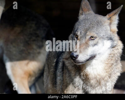 Eurasischen Wolf - Canis lupus lupus Nahaufnahme Stockfoto