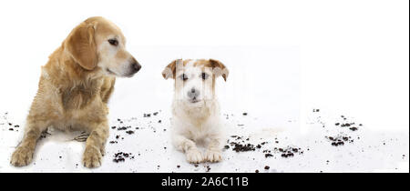 Banner zwei lustige schmutzige Hunde nach dem Spiel in ein Schlammloch. Auf weissem Hintergrund. Stockfoto