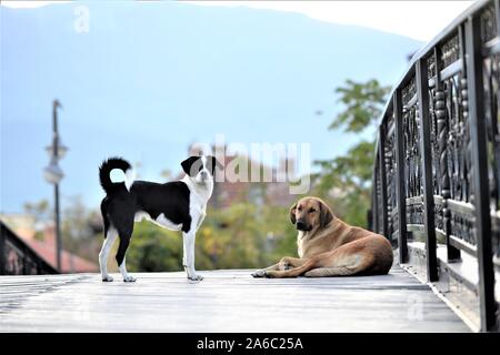 Zwei streunende Hunde auf einer hölzernen Brücke Bild Stockfoto