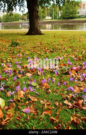 Lila Krokusse wachsen durch Gras und die toten Blätter des Herbstes bedeckt, neben dem Fluss Trent in Nottingham, England. Stockfoto