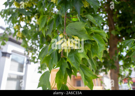 Blätter und Samara eines Trident Ahorn (Acer buergerianum) Straße Baum, Walthamstow, London E 17. Stockfoto