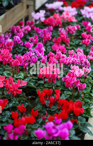 Rosa/Lila und Rot Alpenveilchen Pflanzen, Hardy knötchenförmige Stauden für den Verkauf in einem Gartencenter, England, Großbritannien Stockfoto