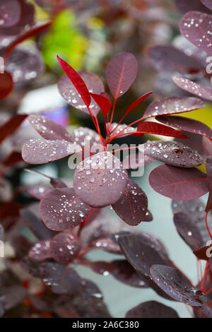 Cotinus coggygria 'Royal Purple' Smoke Tree, England, Großbritannien Stockfoto