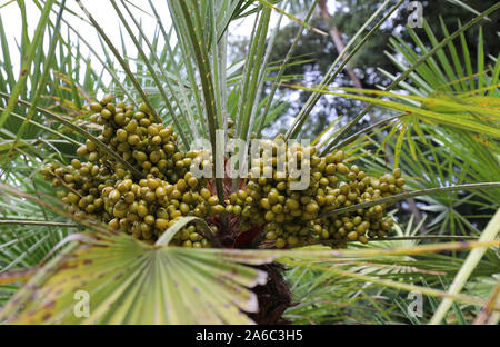Viele geren Termine der Palme mit grossen Blättern im Sommer Stockfoto