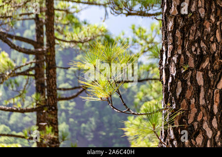 Regrowth durch verbrannte Rinde und Waldbrände der Kanarischen Kiefer (Pinus canariensis) im Mirador de La Cumbrecita, La Palma, Kanarischen Inseln, Stockfoto