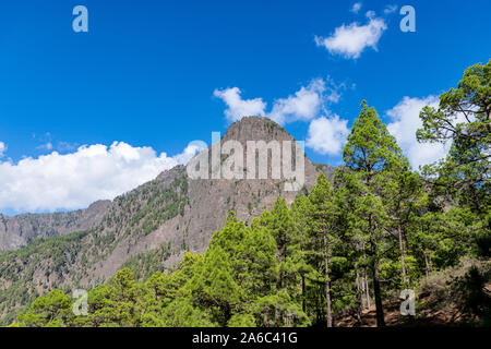 Vulkanische Landschaft und Pinienwald an Astronomie sicht Llanos del Jable, La Palma, Kanarische Inseln, Spanien Stockfoto