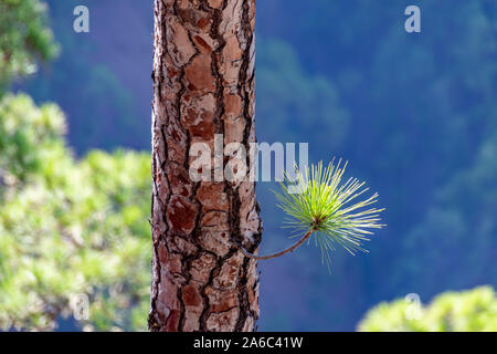 Regrowth durch verbrannte Rinde und Waldbrände der Kanarischen Kiefer (Pinus canariensis) im Mirador de La Cumbrecita, La Palma, Kanarischen Inseln, Stockfoto