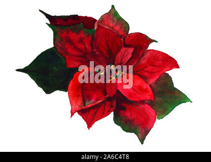 Weihnachtsstern mit grünen Blättern und roter Blume Aquarell Illustration Stockfoto