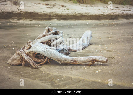 Holz Treibgut am Strand Stockfoto