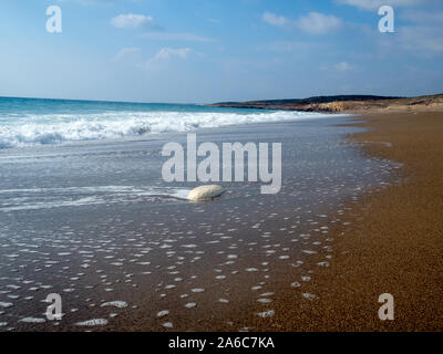 Unterzeichnet Sea Green Turtle Nest auf Lara Bay Turtle Beach, Akamas, Zypern Stockfoto