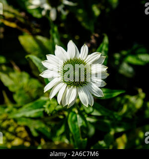 Echinacea purpurea Powwow Weiß auf Display und auf Verkauf in einem Gartencenter Baumschule. Stockfoto