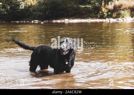 Das Porträt eines schwarzen Neuschottland retriever in einem Fluß zu warten um einen Stock oder Ball geworfen werden. Stockfoto