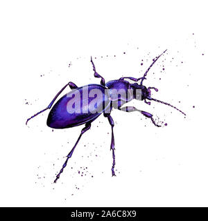Bemalung eines violetten, Gemahlenen Käfers Stockfoto