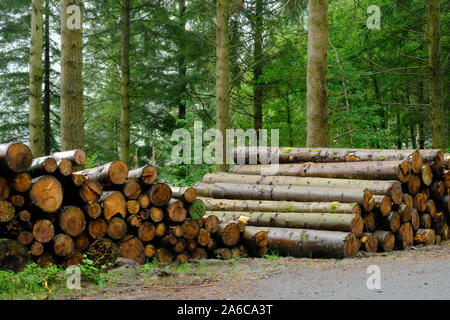 Gestapelte Protokolle in einem forstwirtschaftlichen Plantage Stockfoto