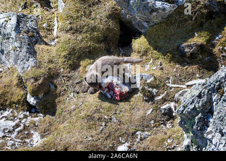 Junges von Polarfuchs (Vulpes lagopus) mit Sommermorph, der einen Vogel frisst, Spitsbergen, Svalbard, Norwegen Stockfoto