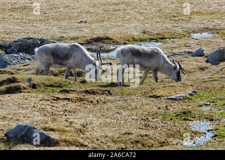 Zwei Spitzbergen-Rene (Rangifer tarandus platyrhynchus) äsen in der Tundra, Spitzbergen, Norwegen. Zwei Svalbard rentier Fütterung auf Tundra Vegetation. Stockfoto