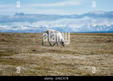 Ein platyrhynchus Spitzbergen-Ren (Rangifer tarandus) in der Tundra, Spitzbergen, Norwegen. Ein Svalbard rentier Fütterung auf Tundra Vegetation, Norwegen Stockfoto