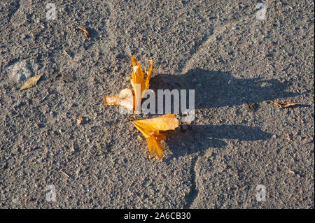 Oben Ansicht von zwei Ahorn gelb Laub auf dem Boden im Raureif. Herbst Hintergrund Konzept, Ansicht von oben. Zwei gelbe Blätter auf dem Asphalt. Stockfoto