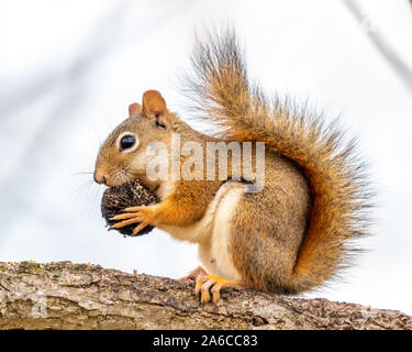 Eine amerikanische Rote Eichhörnchen (Tamiasciurus hudsonicus) Essen eine Mutter auf einem Ast. Stockfoto