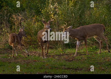 Drei geweihtragende männlichen Weißwedelhirsche Böcke (Odocoileus virginianus) im Herbst in Michigan, USA. Stockfoto