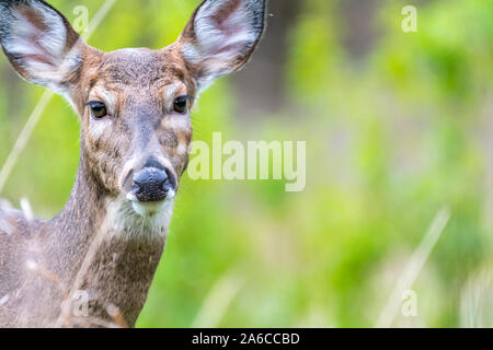 Eine Nahaufnahme eines weiblichen Weißwedelhirsche doe (Odocoileus virginianus) in Michigan, USA. Stockfoto