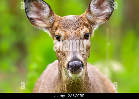 Eine Nahaufnahme eines weiblichen Weißwedelhirsche doe (Odocoileus virginianus) in Michigan, USA. Stockfoto