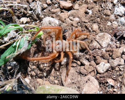 Kamel Spinnen, Skorpione, Spinnen, solifuge, Solifugid, rovarpók Solifugae Walzenspinnen,,, tevepók Stockfoto