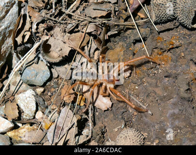 Kamel Spinnen, Skorpione, Spinnen, solifuge, Solifugid, rovarpók Solifugae Walzenspinnen,,, tevepók Stockfoto