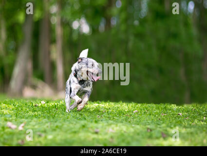 Ein glückliches Australian Cattle Dog laufen im Freien Stockfoto