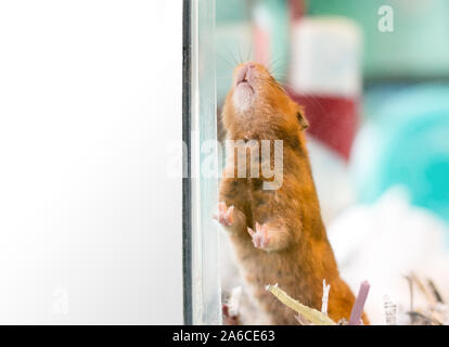 Ein Haustier Syrischen Hamster in einem glaskäfig Stockfoto