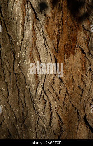 Die Rinde des Baumes. Baumrinde im Herbst. Die Textur der Baum für Designer wurde in das Licht der Sonne bei Sonnenuntergang geschossen Stockfoto