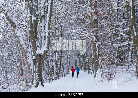 Verschneite Bäume in einem Wald in Niedersachsen, Norddeutschland. Stockfoto