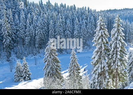 Verschneite Bäume in der Nähe der Oderteich Talsperre im Harz, Deutschland Stockfoto