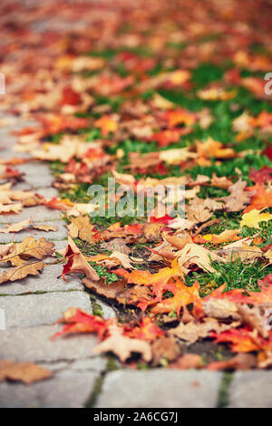 Gehweg mit bunten Herbst Laub abgedeckt in einem Park verlässt. Stockfoto